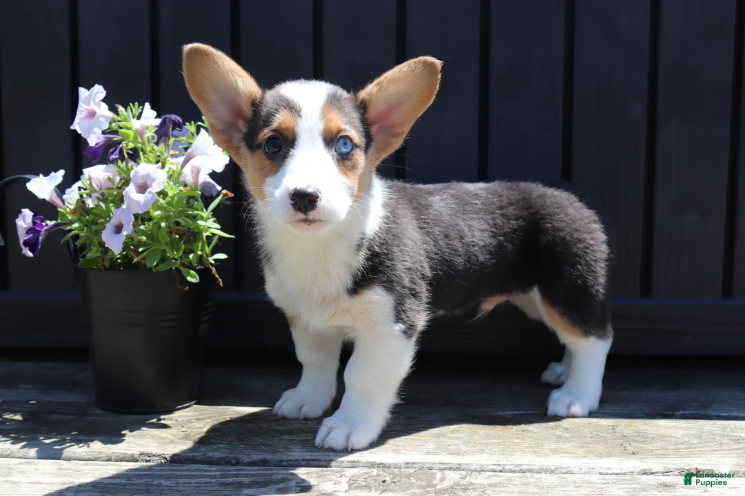 Welsh Corgi Pembroke dogs for sale: Silas - Ad 4