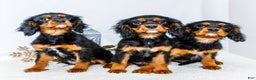 Cavalier King Charles Spaniel dogs for sale: Kringle - Ad 21