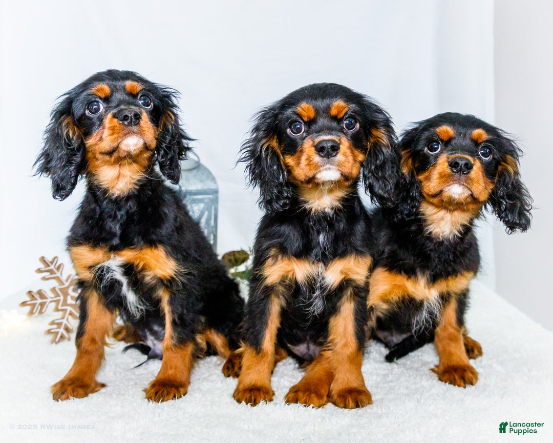 Cavalier King Charles Spaniel dogs for sale: Kringle - Ad 21