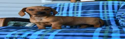 Miniature Dachshund dogs for sale: Eloise - Ad 6