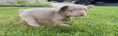 French Bulldog 7