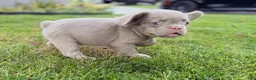 French Bulldog dogs for sale: French Bulldog 7 - Ad 1