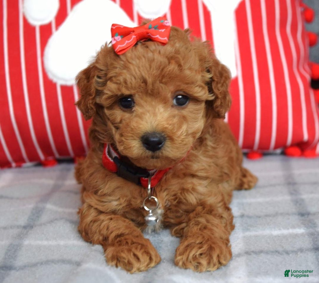 Miniature Poodle dogs for sale: Stella  - Ad 11