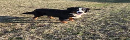 Bernese Mountain Dog dogs for sale: Jaxson - Ad 2