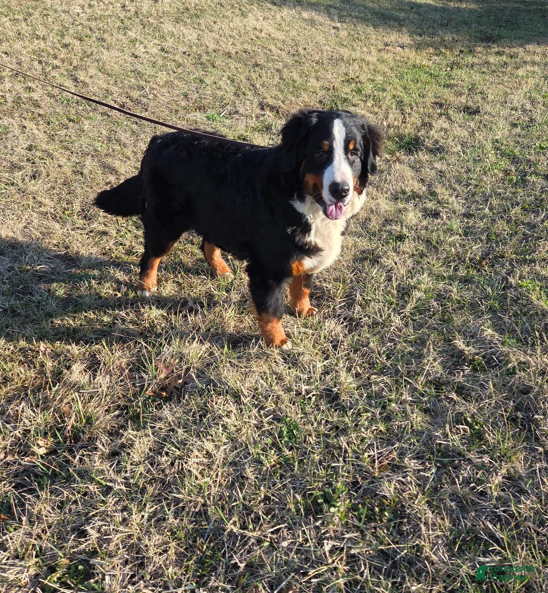 Bernese Mountain Dog dogs for sale: Jaxson - Ad 2