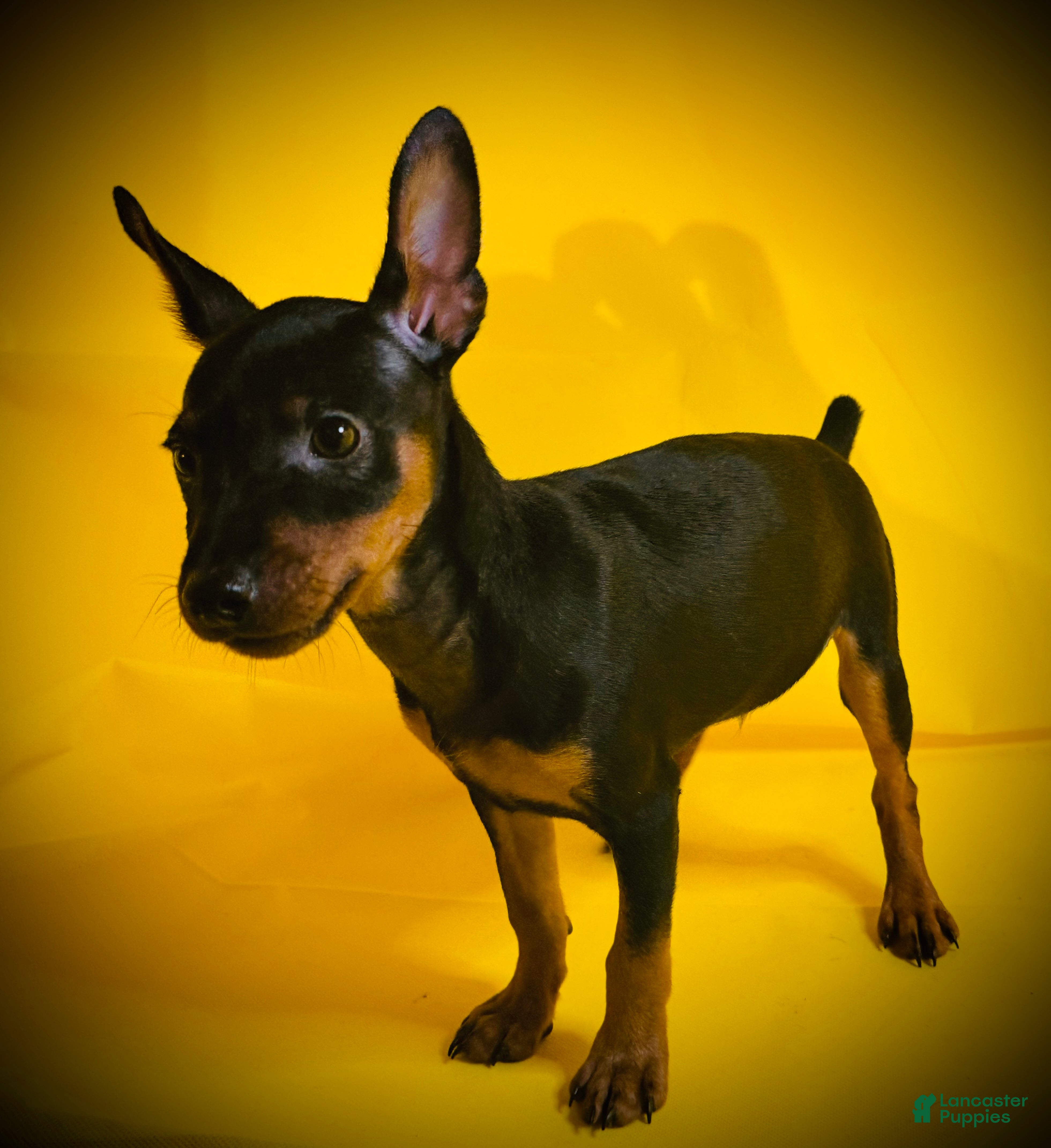 Miniature Pinscher dogs Sasha - Ad 2