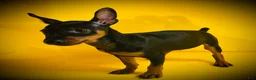 Miniature Pinscher dogs for sale: Sasha - Ad 2