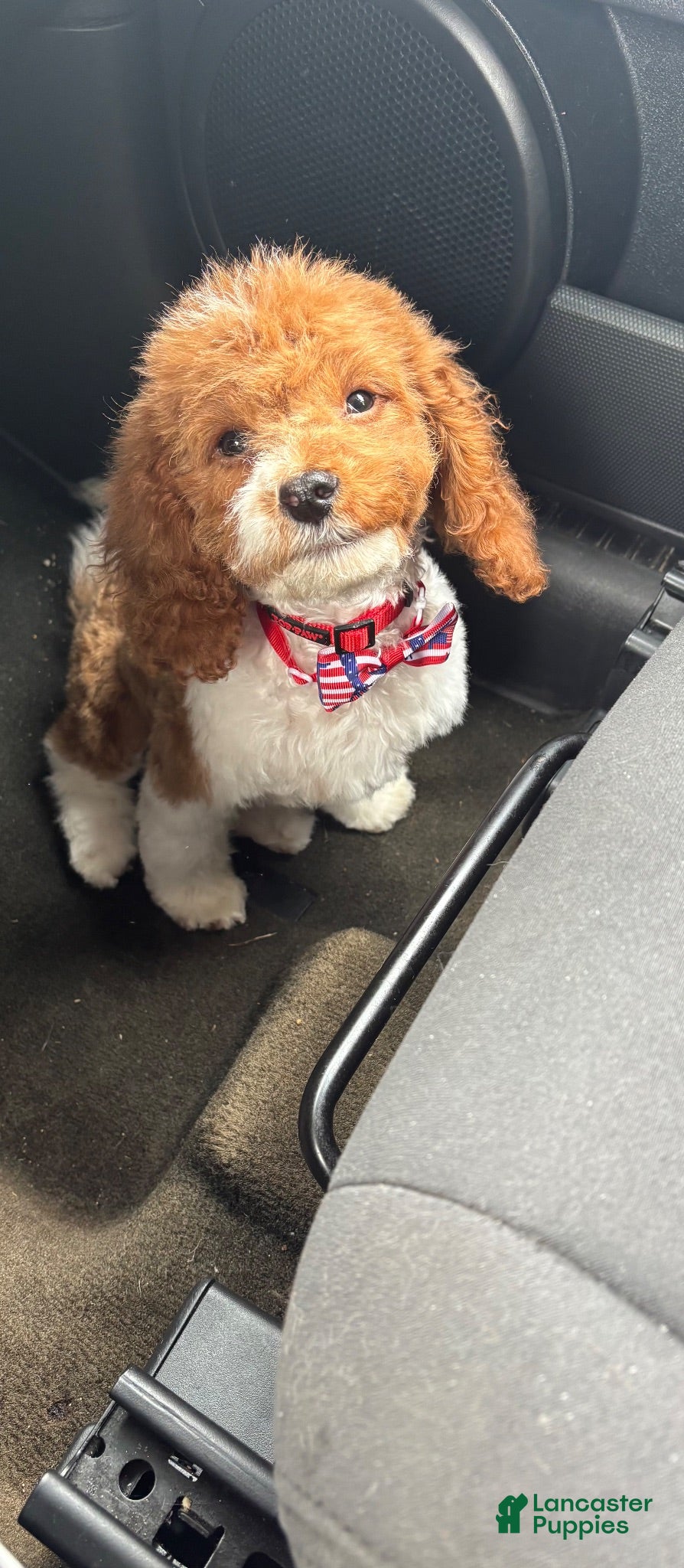 Cavapoo dogs Cavapoo 1 - Ad 2