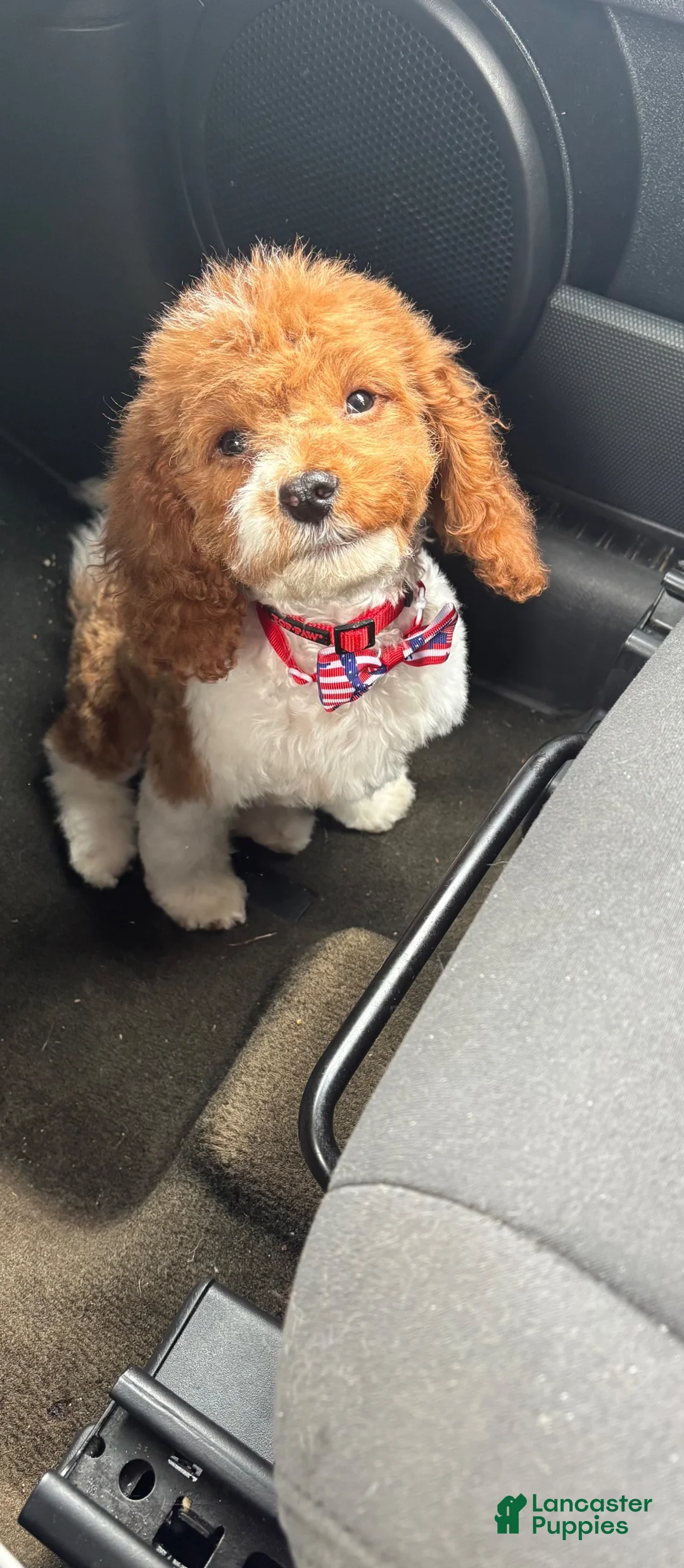 Cavapoo dogs for sale: Cavapoo 1 - Ad 2
