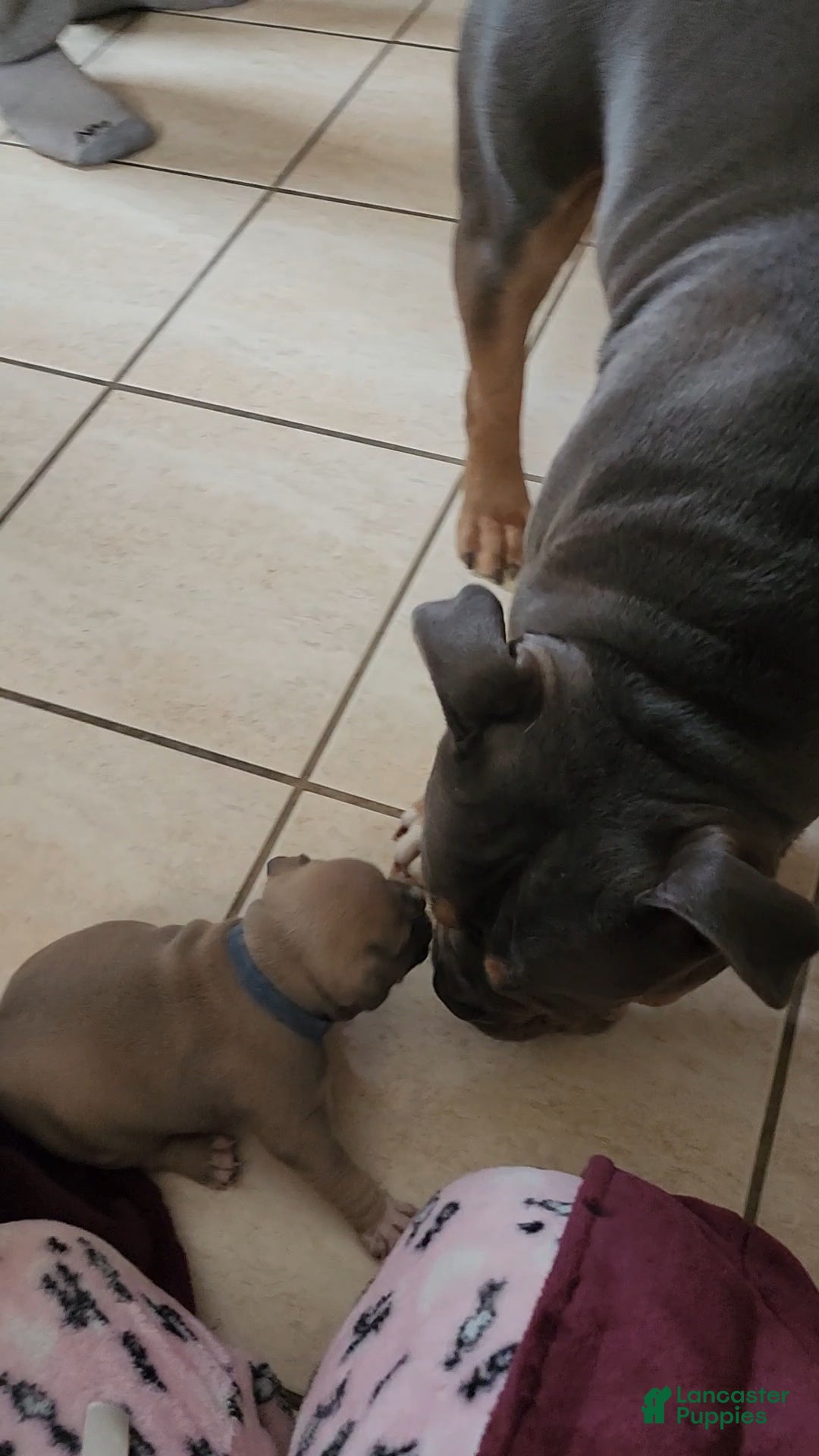 American Bully dogs Montana - Ad 2