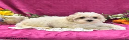 Maltipoo dogs for sale: Nugget - Ad 4