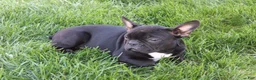 French Bulldog dogs for sale: Emily - Ad 1