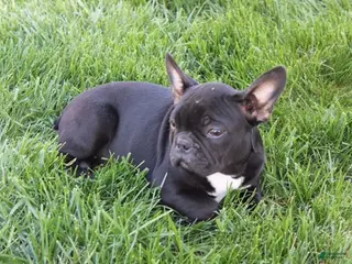 French Bulldog dogs for sale: Emily - Ad 1