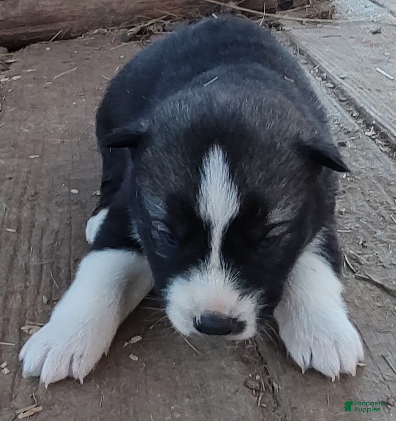 Siberian Husky dogs Siberian Husky Puppy 2 - Ad 8