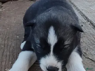 Siberian Husky dogs Siberian Husky Puppy 2 - Ad 2