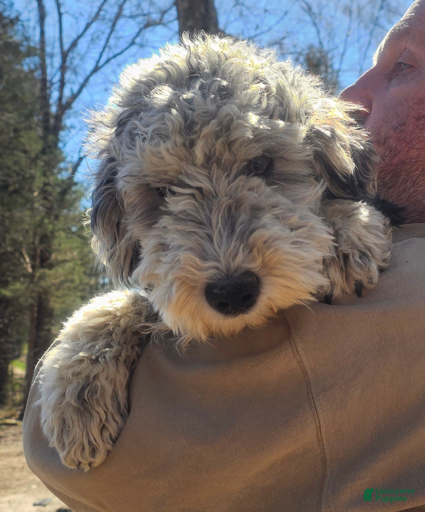Sheepadoodle dogs Lilly - Ad 20