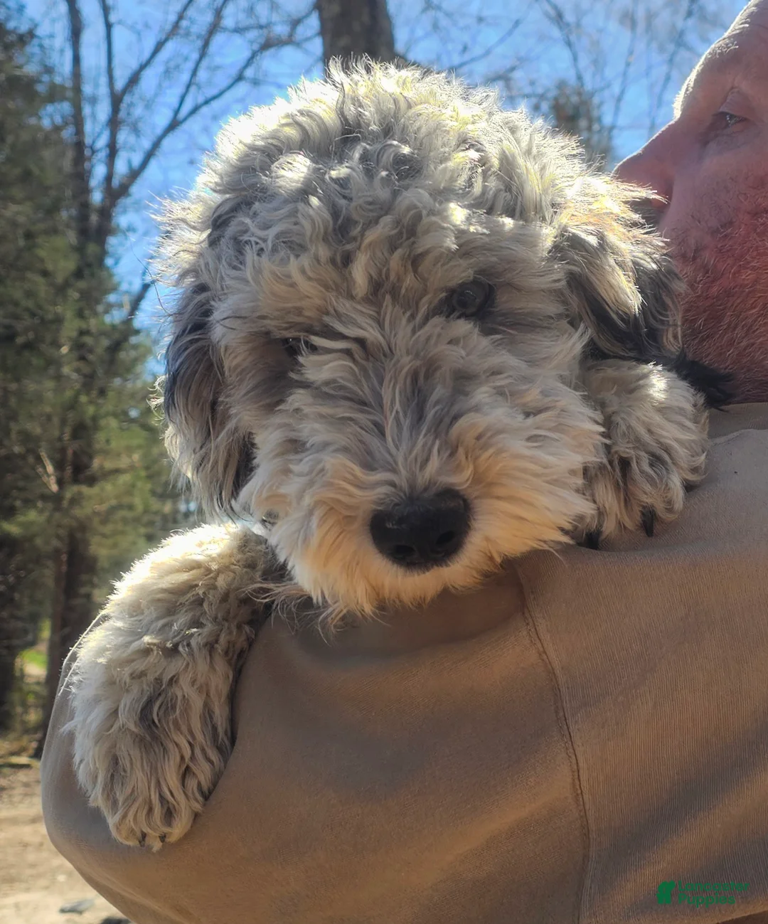Sheepadoodle dogs for sale: Lilly - Ad 1
