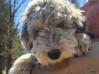 Sheepadoodle dogs Lilly - Ad 20