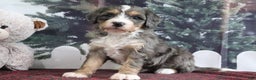 Mini Bernedoodle dogs for sale: Theo - Ad 3