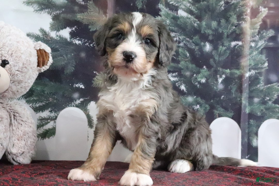 Mini Bernedoodle dogs for sale: Theo - Ad 3