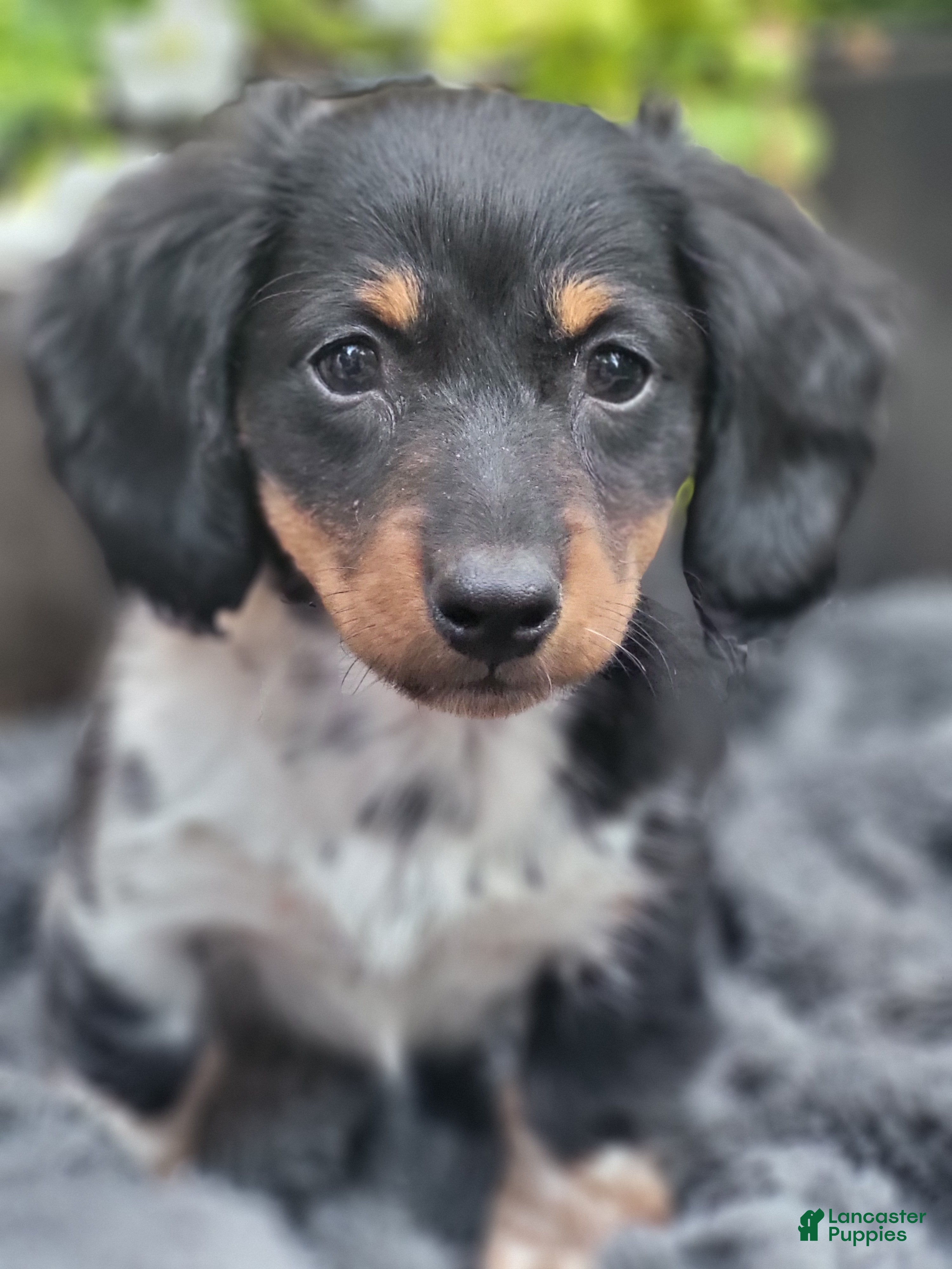 Miniature Dachshund dogs James - Ad 1