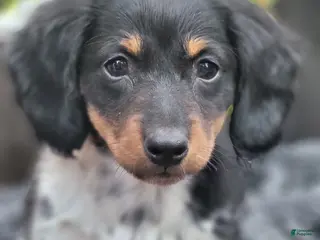 Miniature Dachshund dogs for sale: James - Ad 3