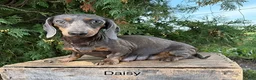 Miniature Dachshund dogs for sale: Demi - Ad 4
