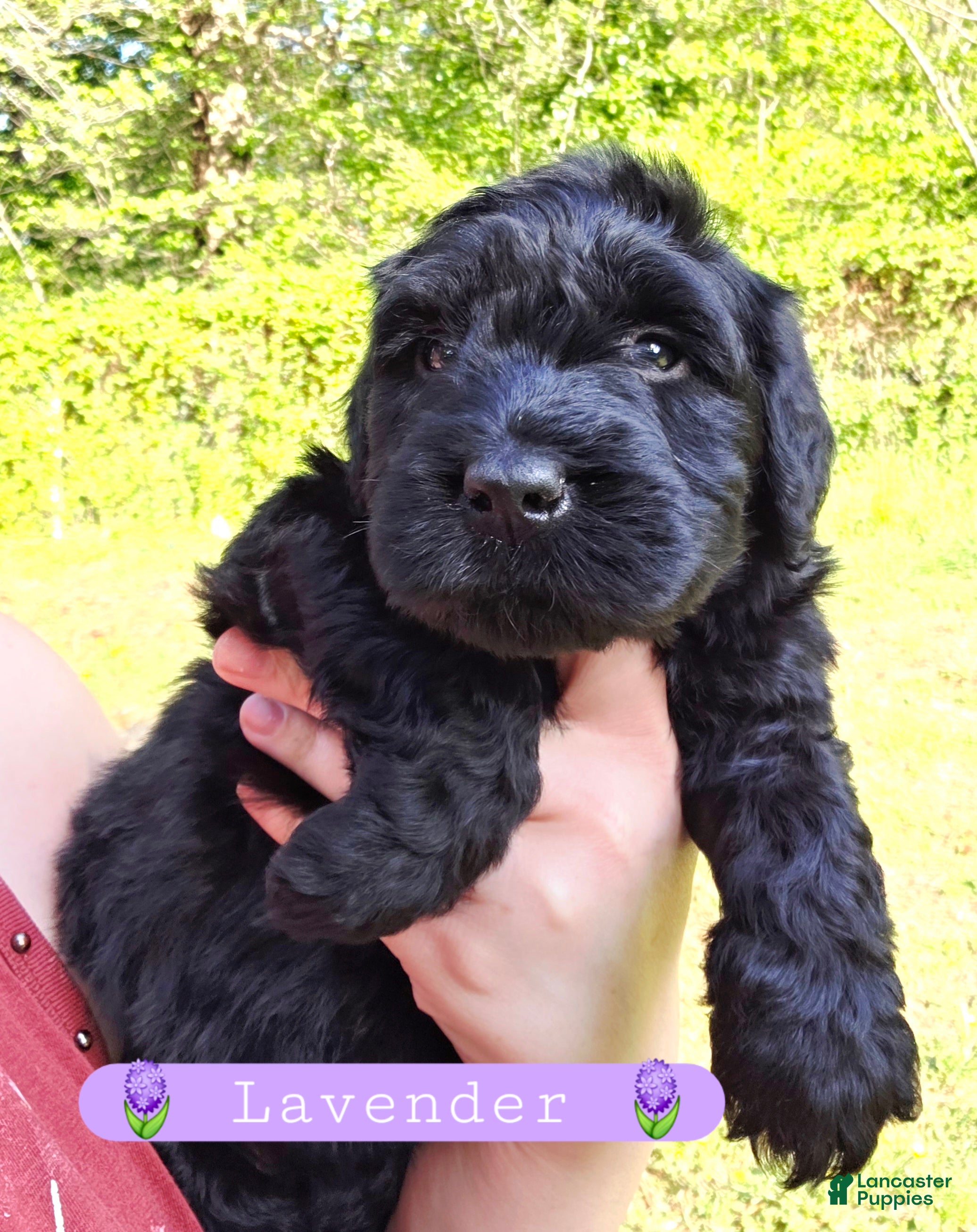 Giant Schnauzer dogs Giant Schnauzer Lavender - Ad 5