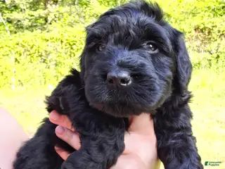 Giant Schnauzer dogs Giant Schnauzer Lavender - Ad 10