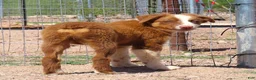 Australian Shepherd dogs for sale: Red tri male with blue eyes - Ad 4