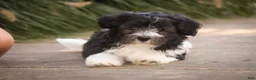 Havanese dogs for sale: Apollo Havanese  - Ad 10