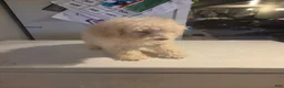 Toy Poodle dogs for sale: Toy poodle  - Ad 2