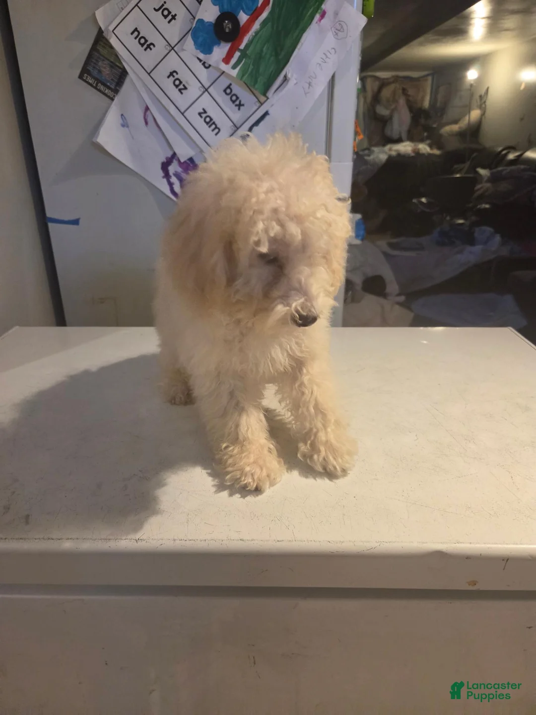 Toy Poodle dogs for sale: Toy poodle  - Ad 2