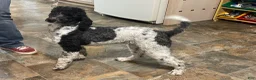 Miniature Poodle dogs for sale: Jimmy - Ad 4