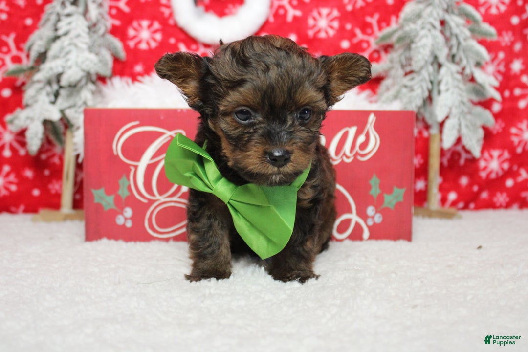 Yorkiepoo dogs for sale: Maize - Ad 7