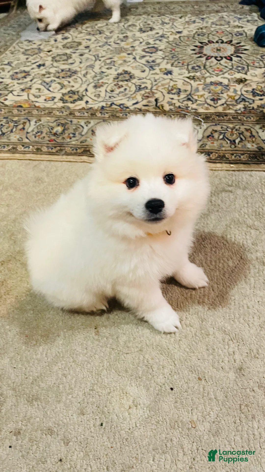 American Eskimo dogs for sale: Blossom  - Ad 1