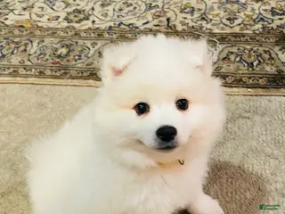 American Eskimo dogs Blossom - Ad 1