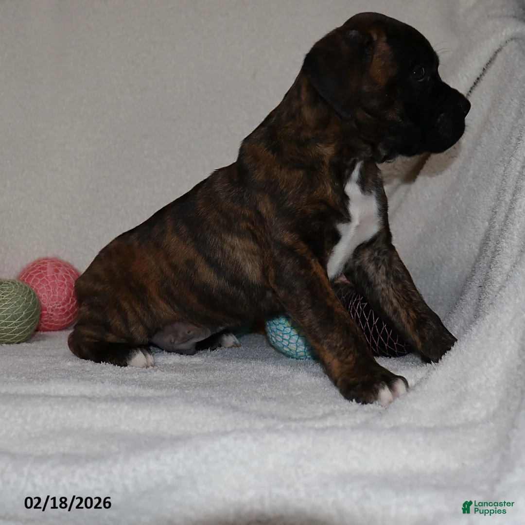 Boxer dogs for sale: Max - Ad 7