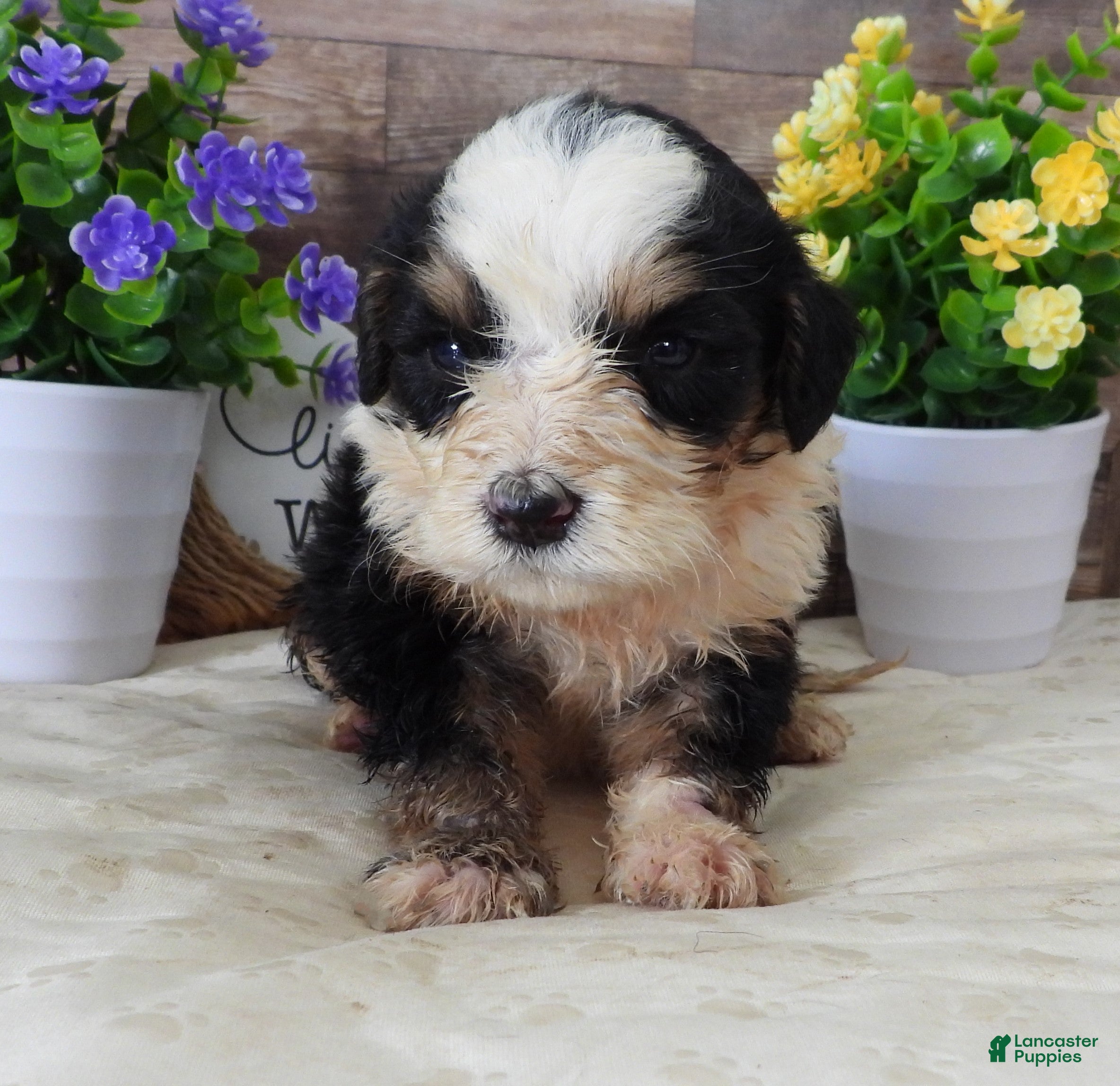 Mini Bernedoodle dogs #7 Male (Splash's) - Ad 34