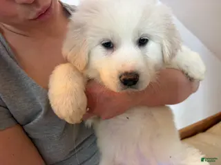 Great Pyrenees dogs Puppy 6 (Yellow Collar) - Ad 2
