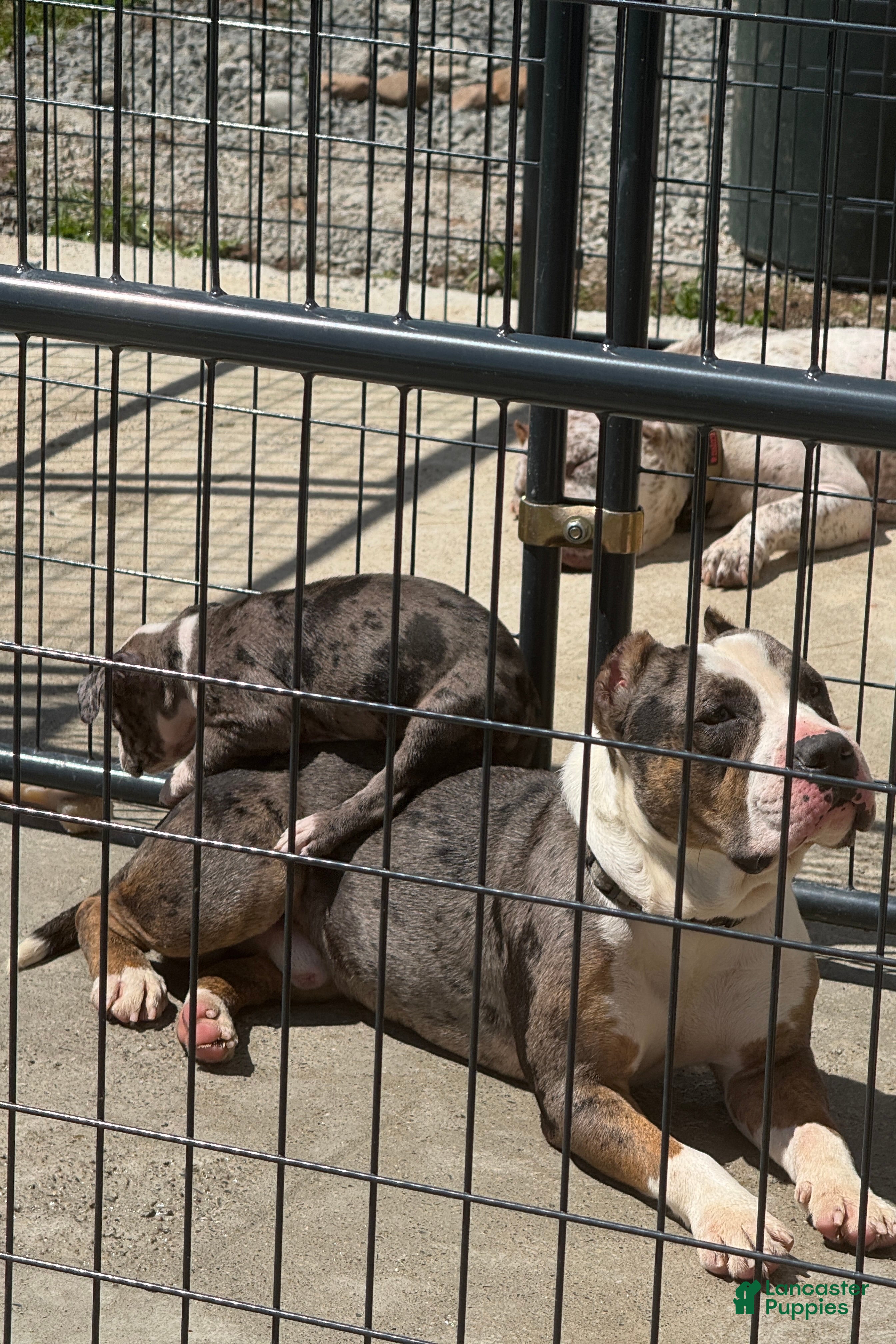 American Bully dogs Pearl - Ad 2