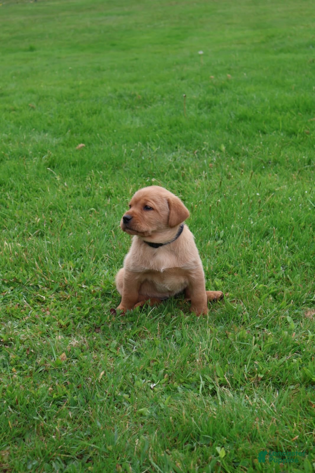 Labrador Retriever dogs Buster - Ad 1