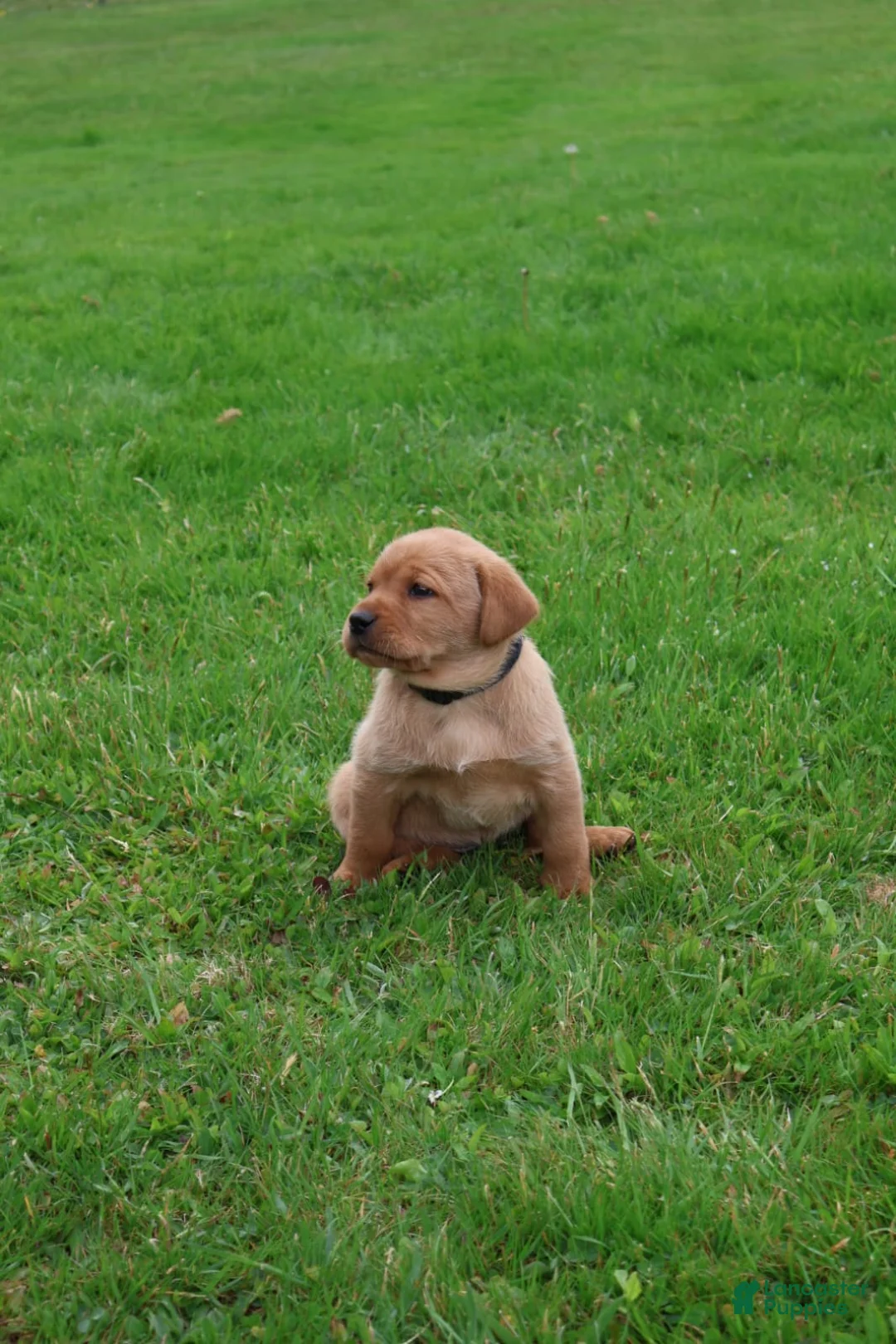 Labrador Retriever dogs for sale: Buster - Ad 1