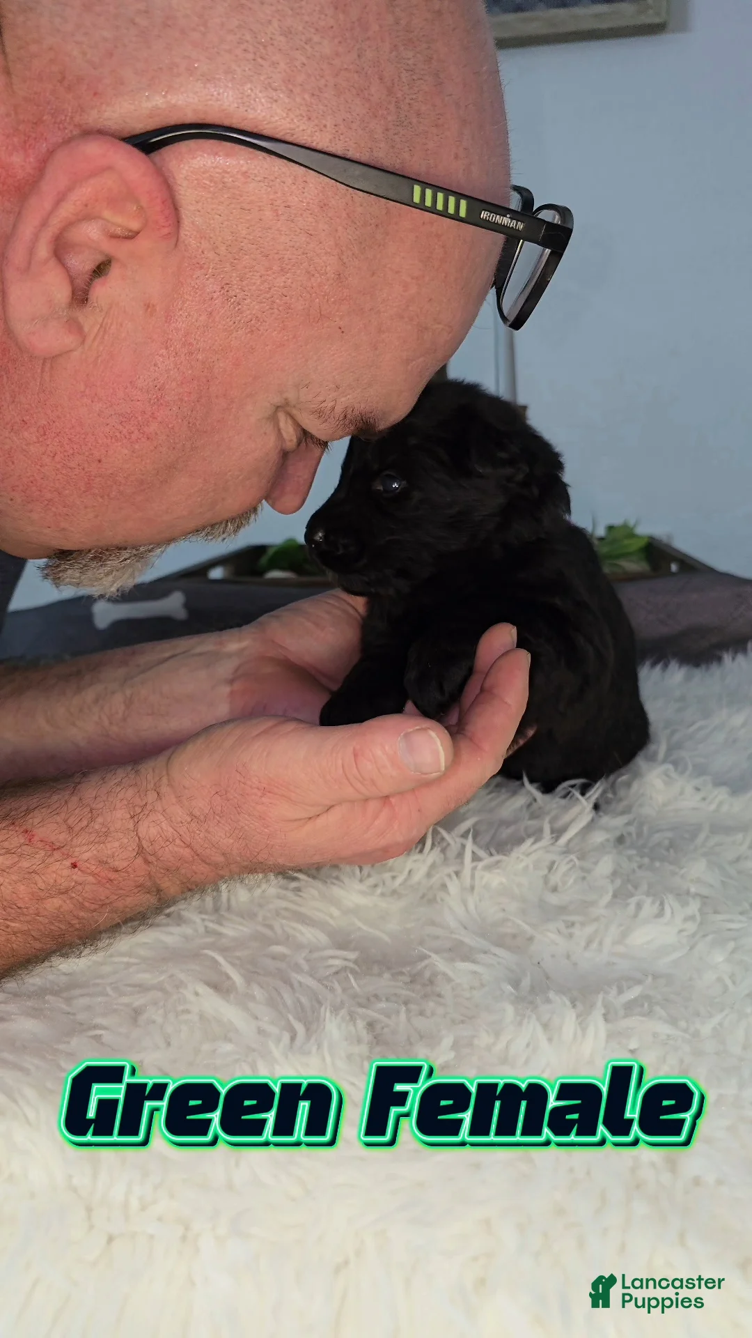 German Shepherd dogs for sale: Solid black long hair female Green - Ad 1