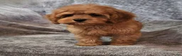 Cavapoo dogs for sale: Hershey - Ad 12