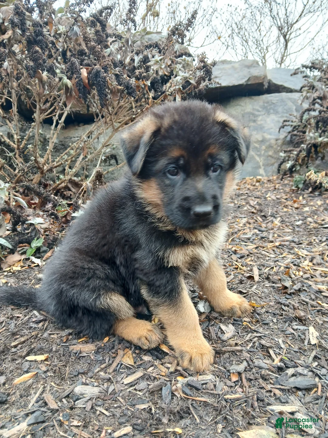 German Shepherd dogs for sale: Gunnar - Ad 2