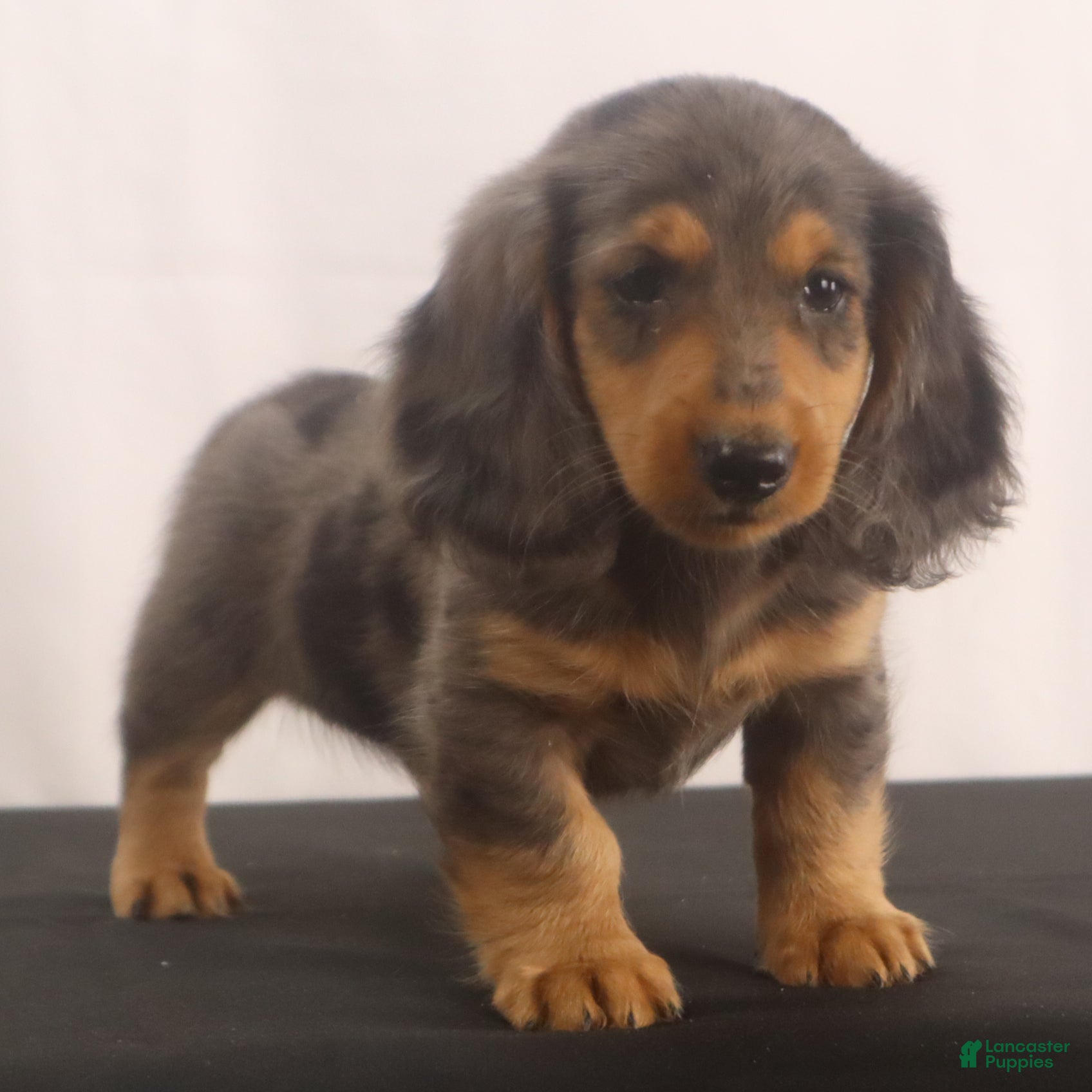 Dachshund dogs Ike - Ad 1
