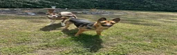 Gerberian Shepsky dogs for sale: Gerberian Shepsky 3 - Ad 4