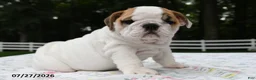 English Bulldog dogs for sale: Alex - Ad 3