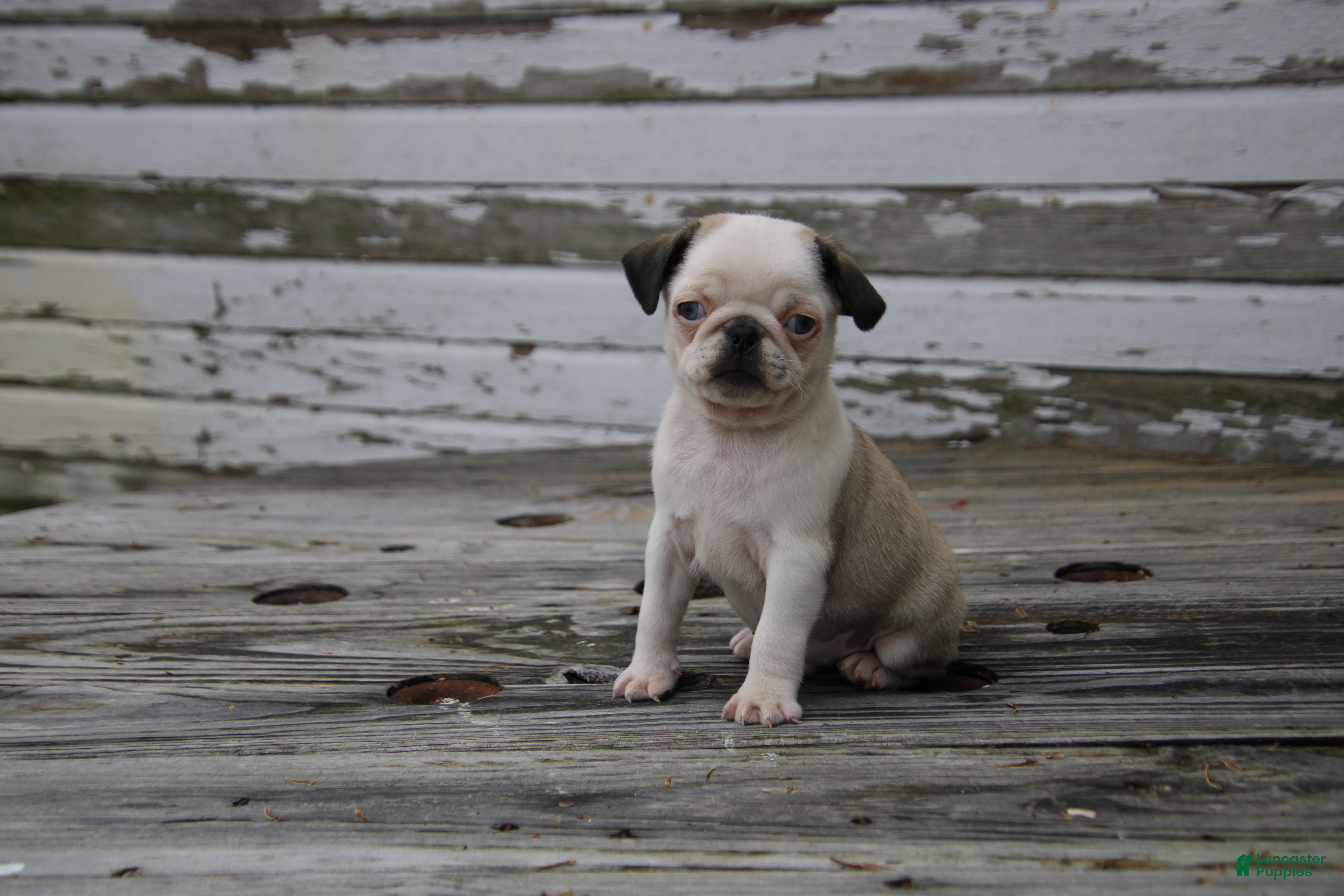Pug Puppies for sale in Chicago, Illinois | Lancaster Puppies
